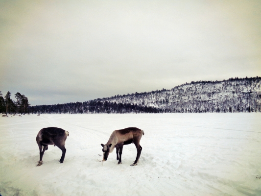 Laponsko  Lapland  Lappi  Sápmi5